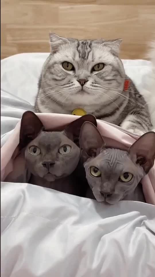 @cutecatterr