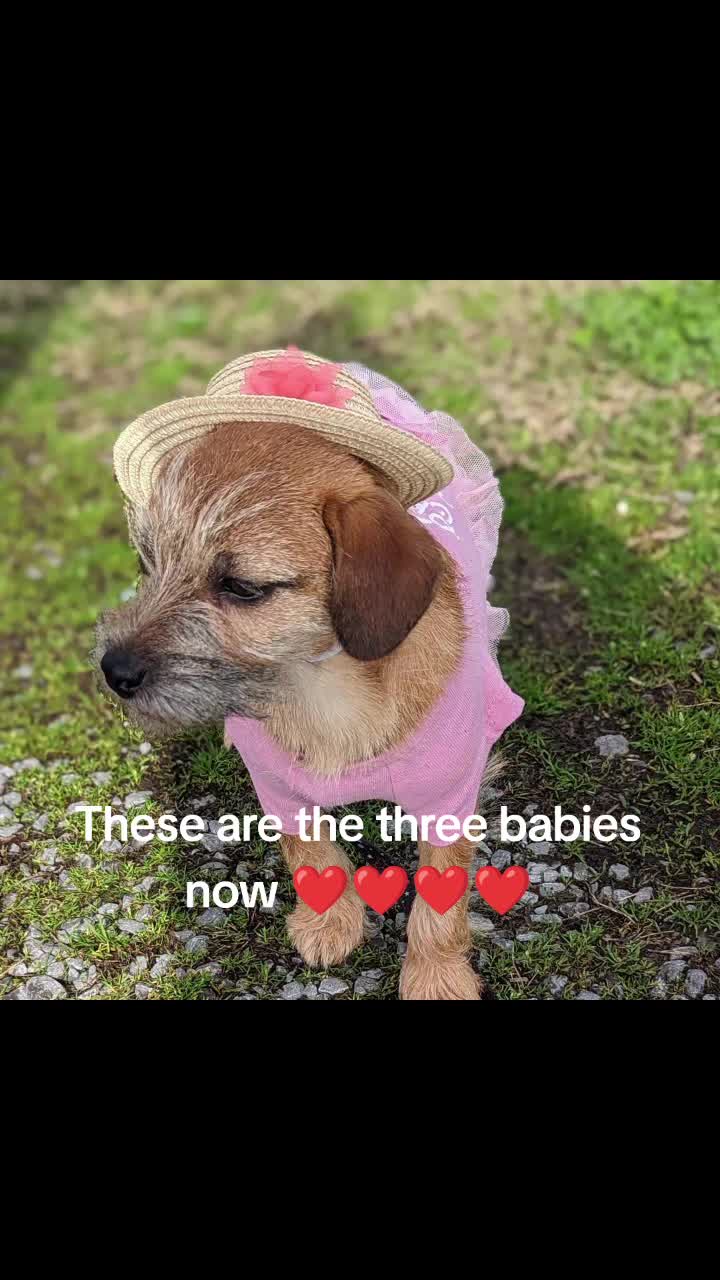 @dachshundclowning