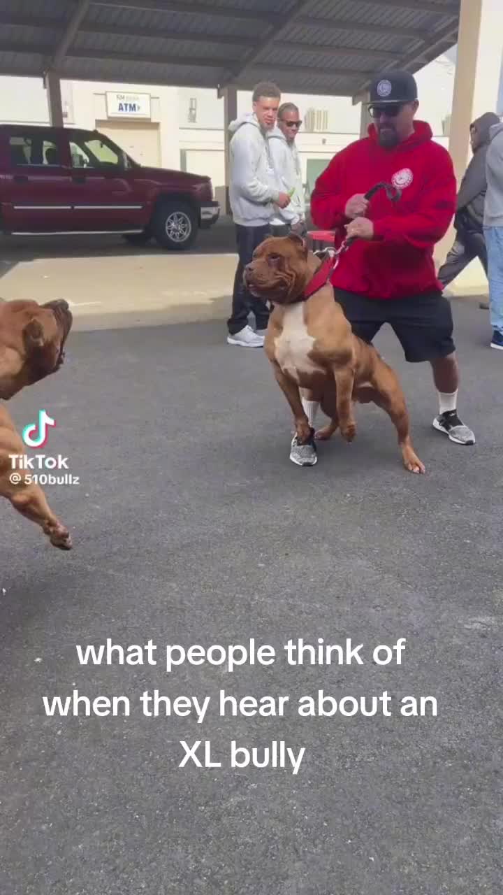 @SAVE THE XL BULLYS