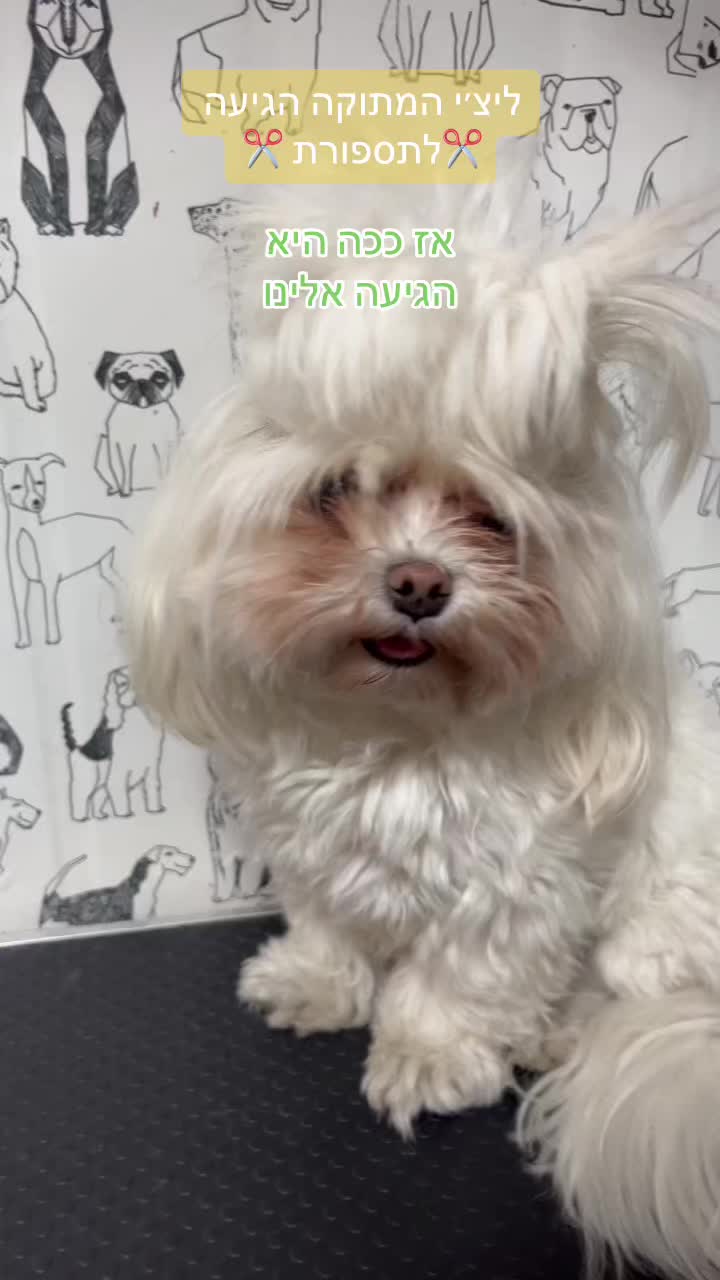@ספר כלבים 🐩✂️