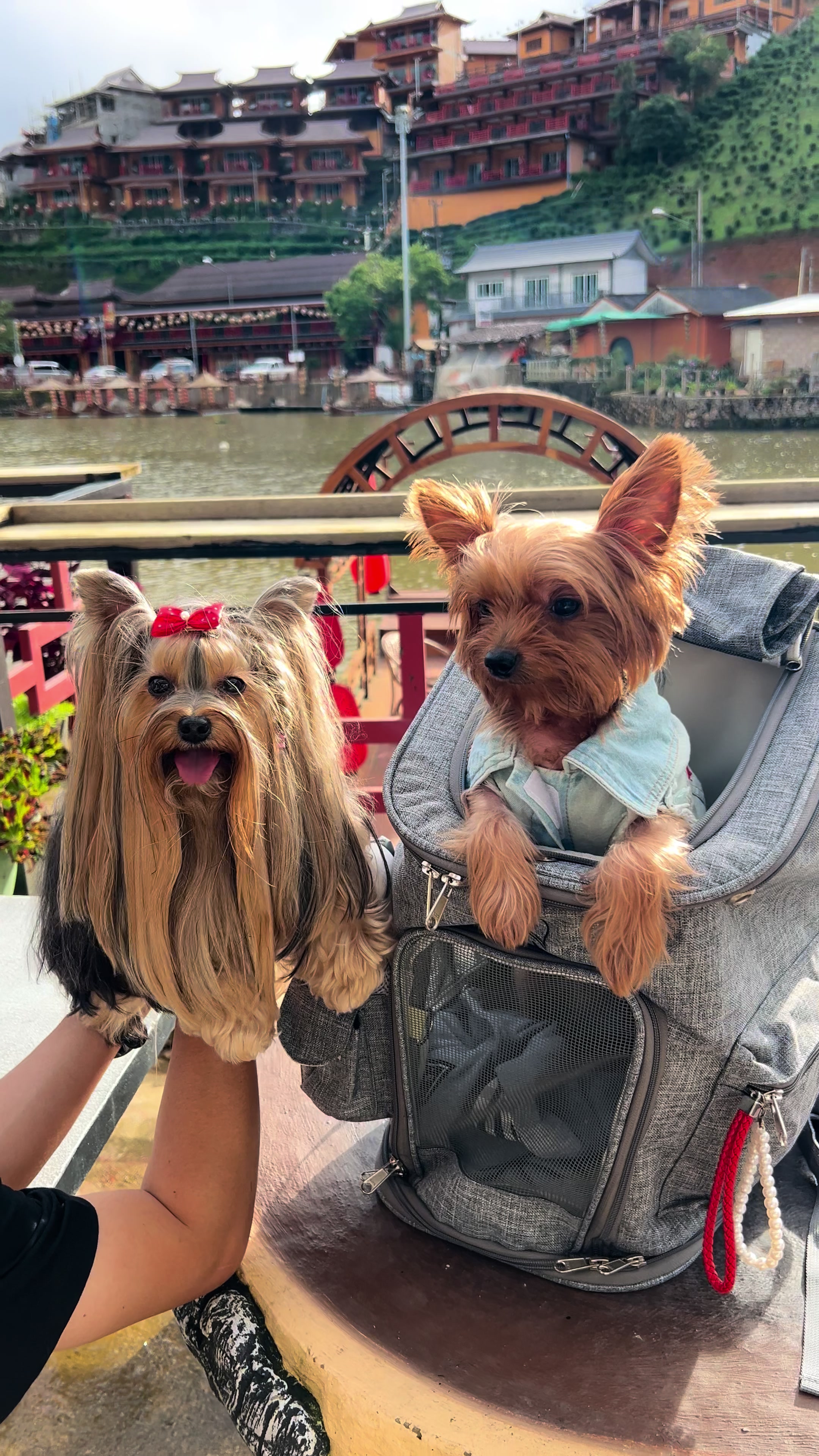 @พี่ขุงขิง & น้องโคโค่ 🐶💕