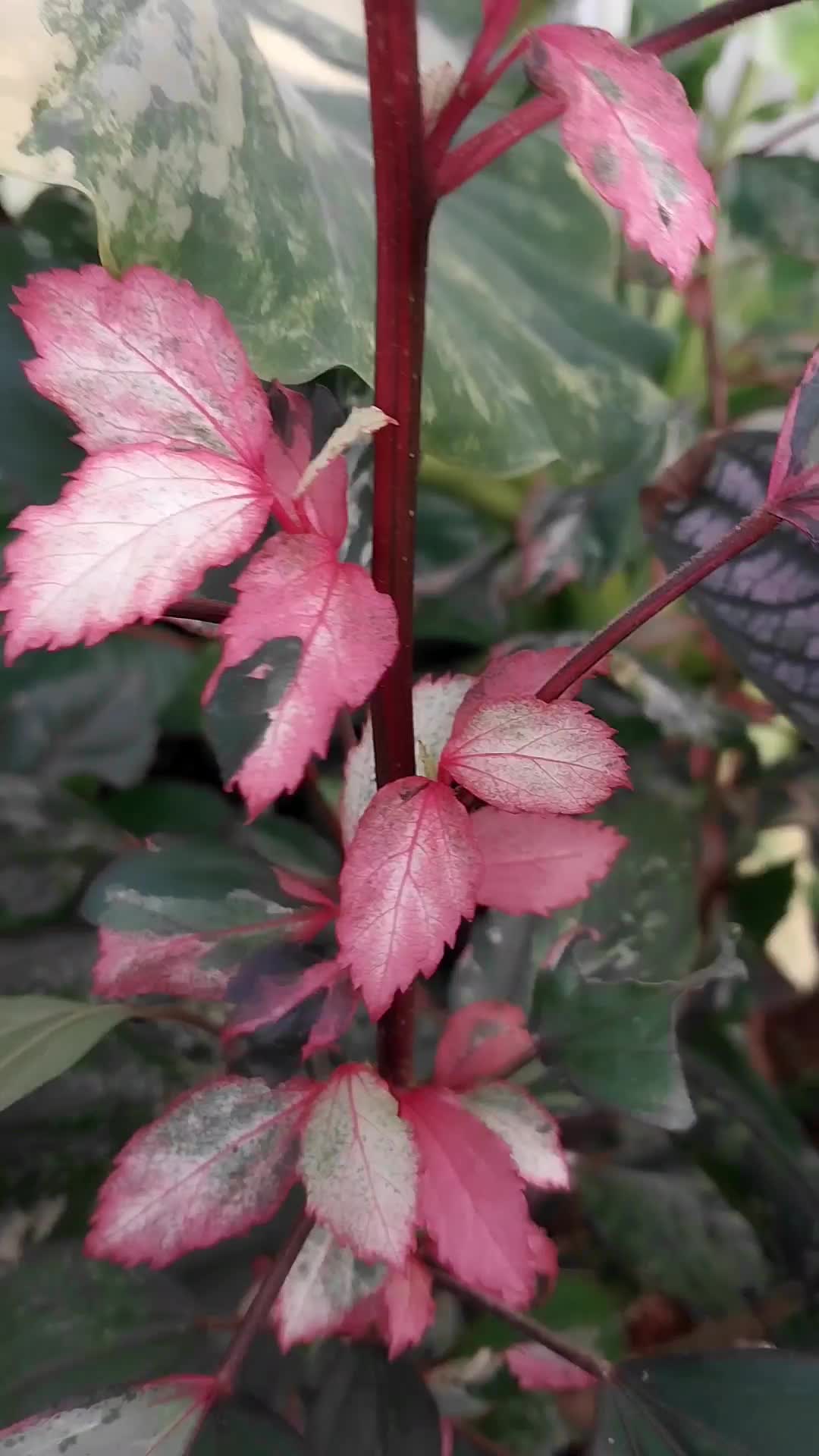 @Vườn nh&agrave; Tuyết