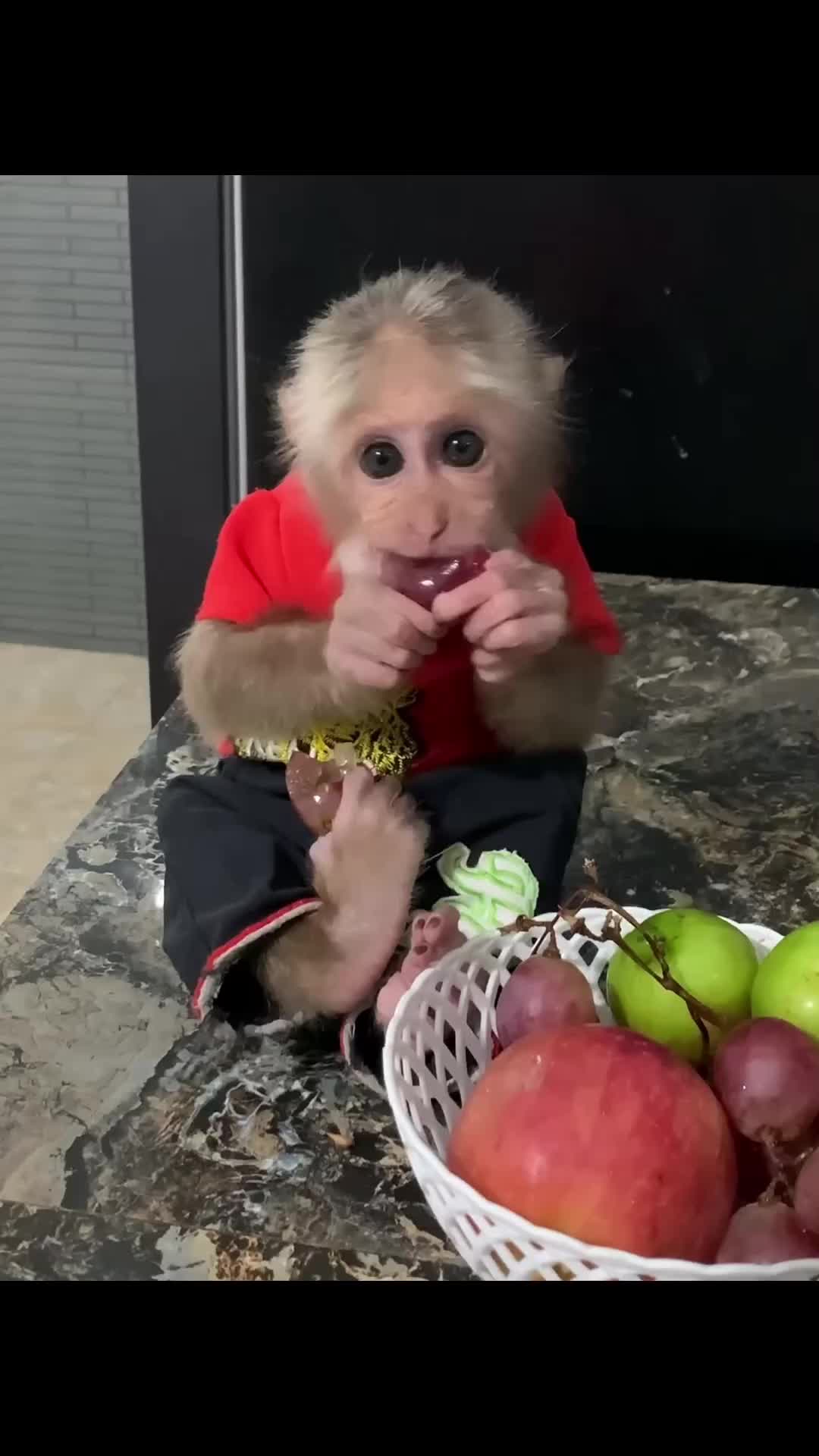 @Cute monkey