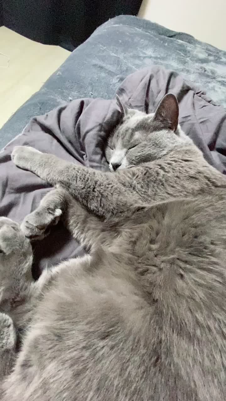 @별이집사😻