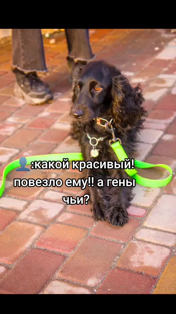 @шакалёнок