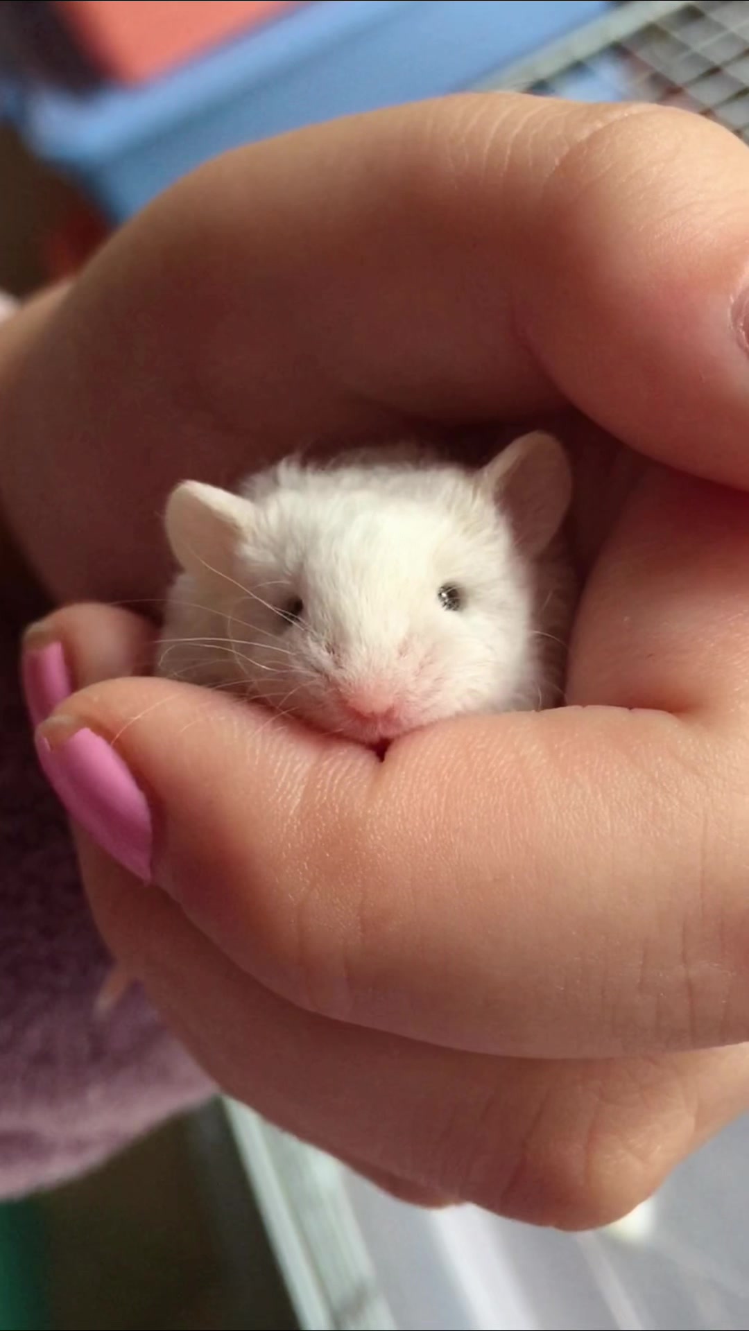 @ThatMouseGirl♡