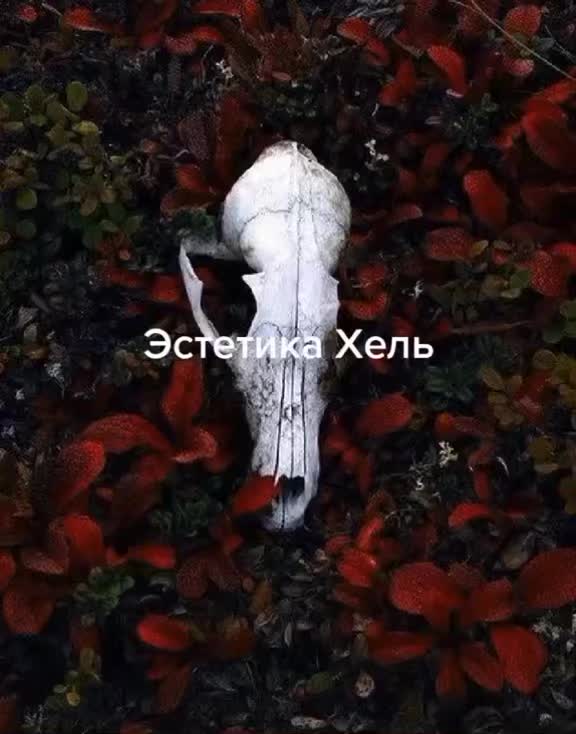 @MORTEM NEXUS