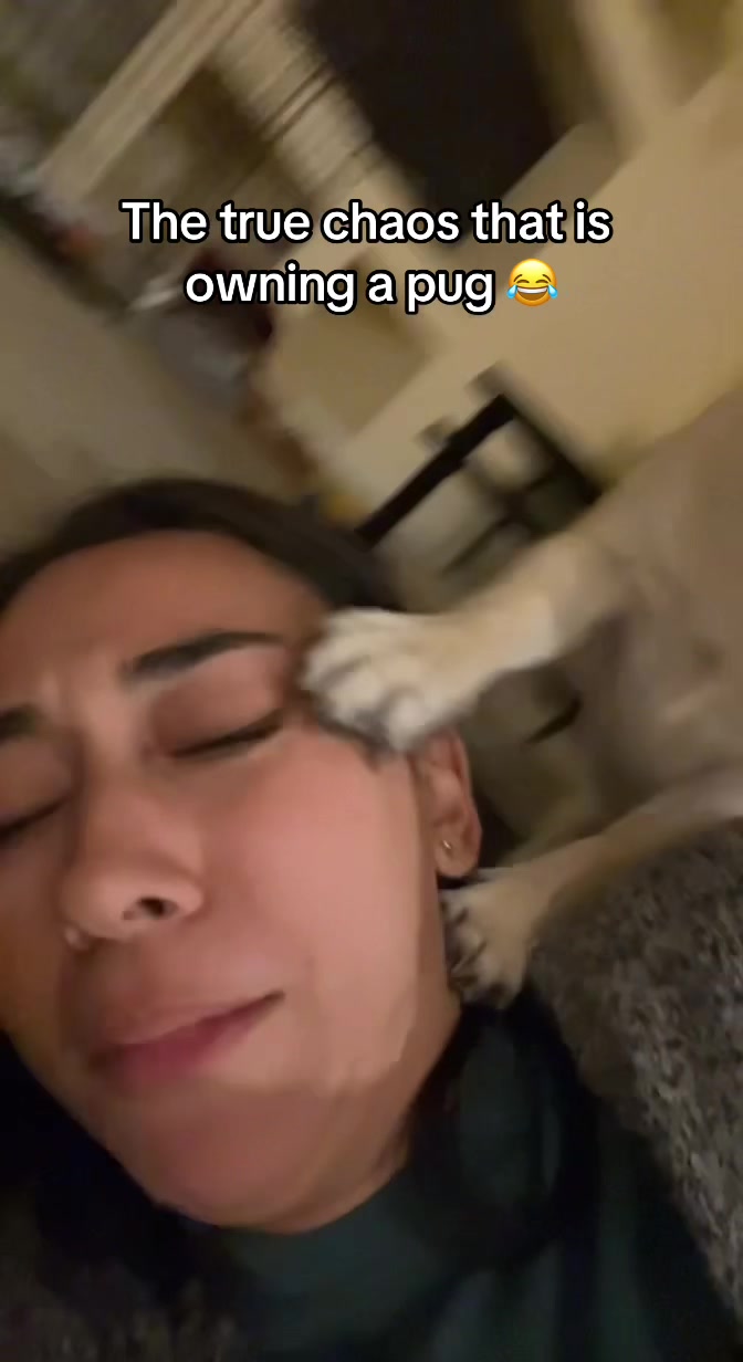 @Rigatoni the Pug