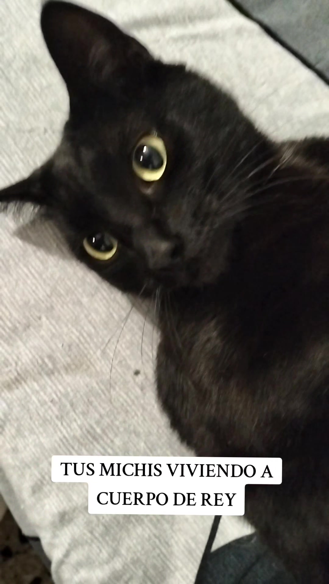 @lalocadelosgatos