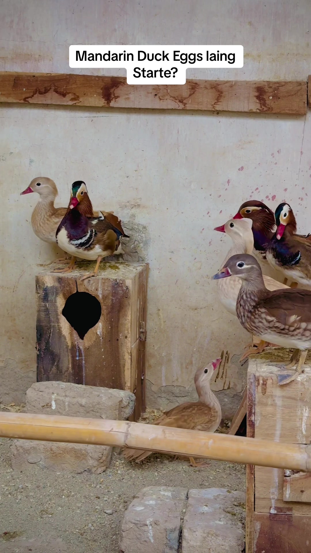 @Bird's Aviaries
