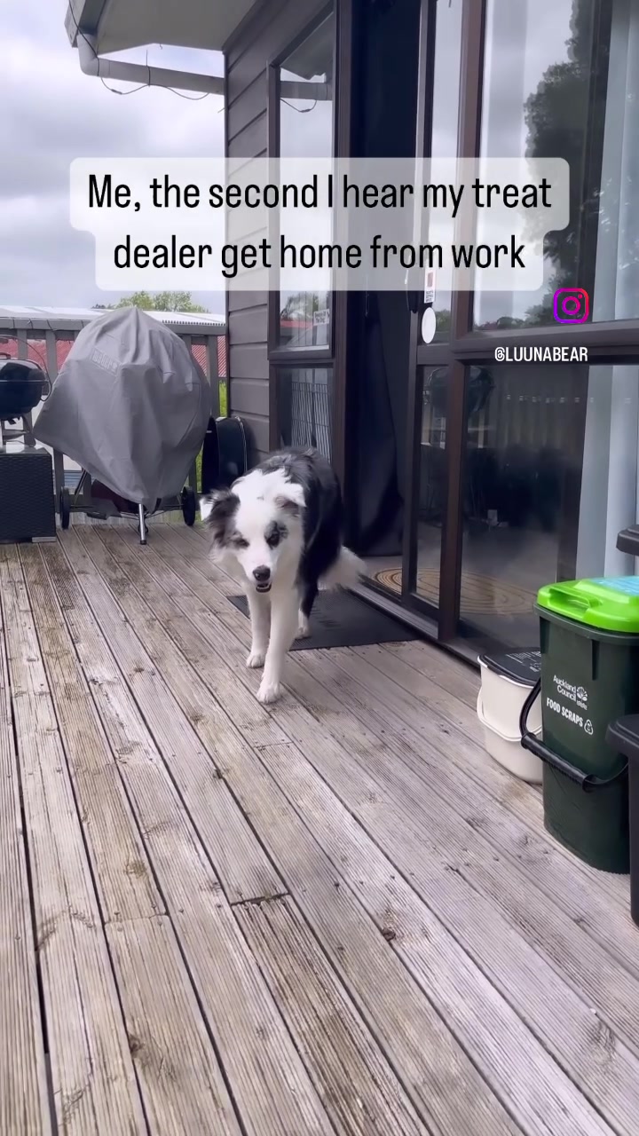 @life.with.collies