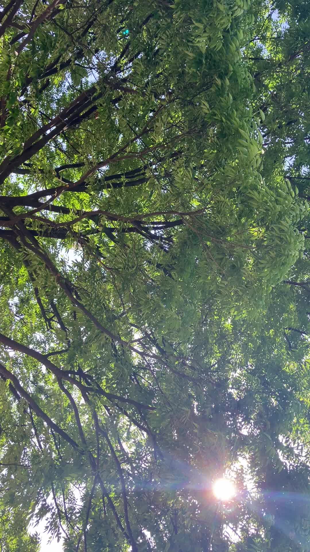 @Green._.tree01