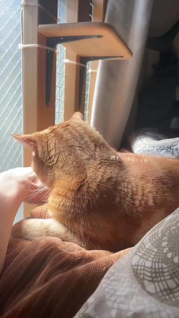 @社会人の猫暮らし🐈あめ