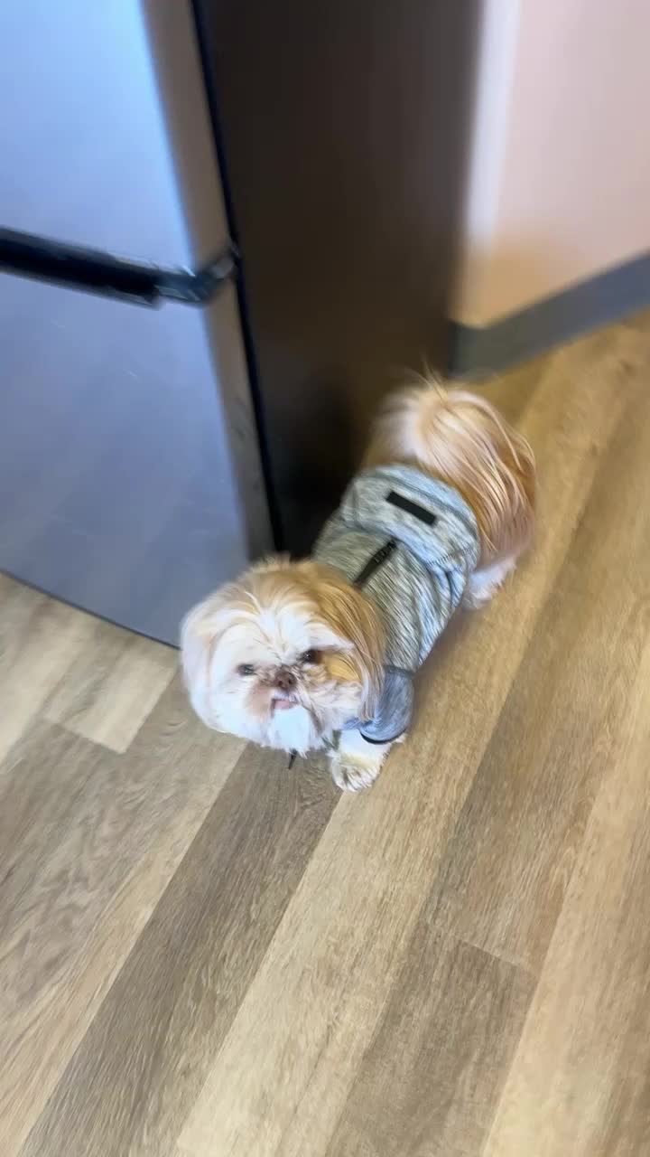@Dr. Max and Ollie 🐶