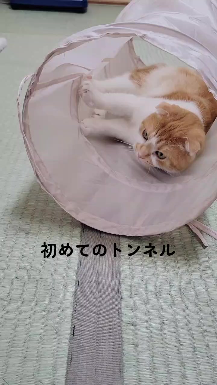 @fuuko.0324