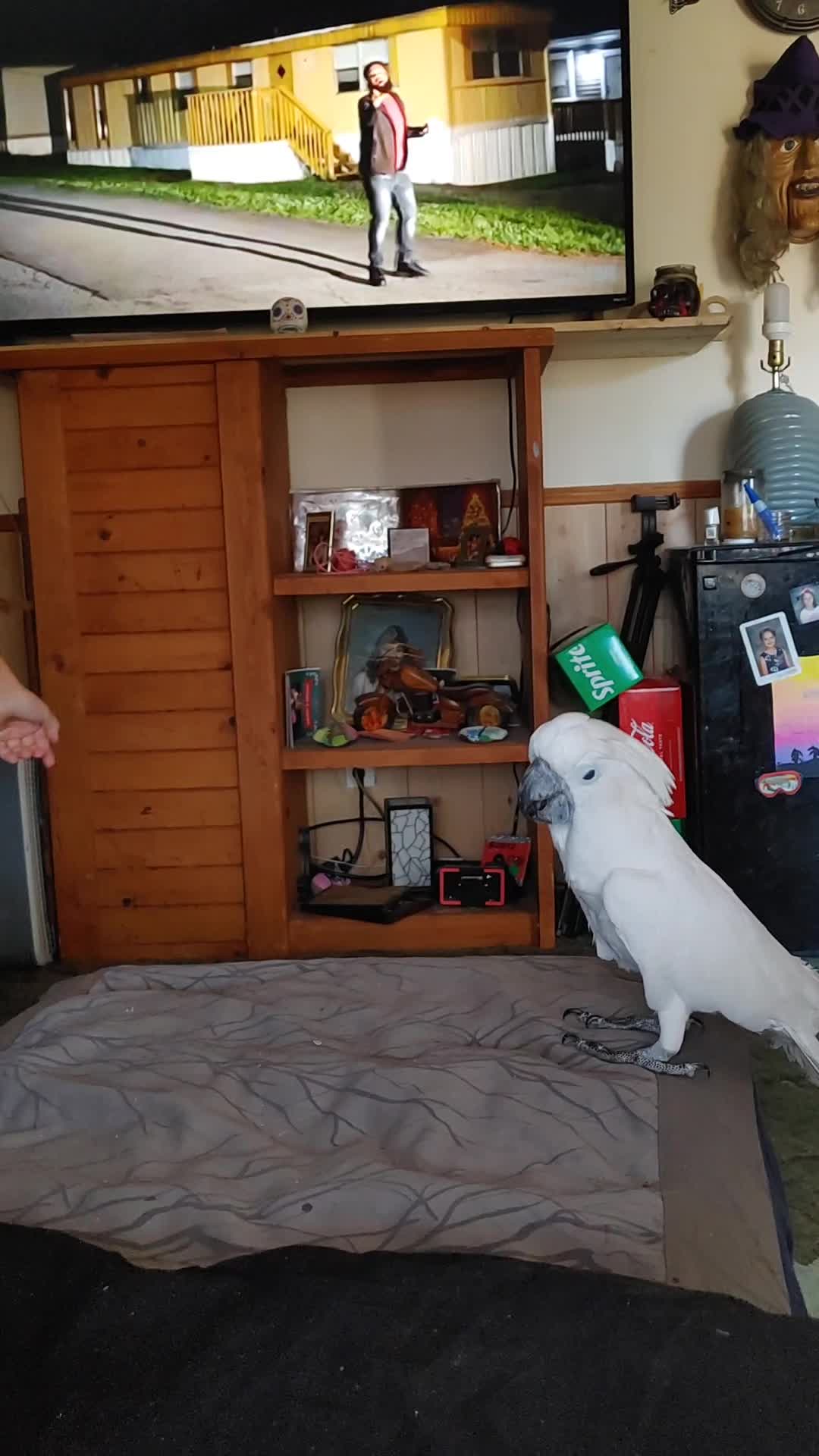 @Casperz The Cockatoo
