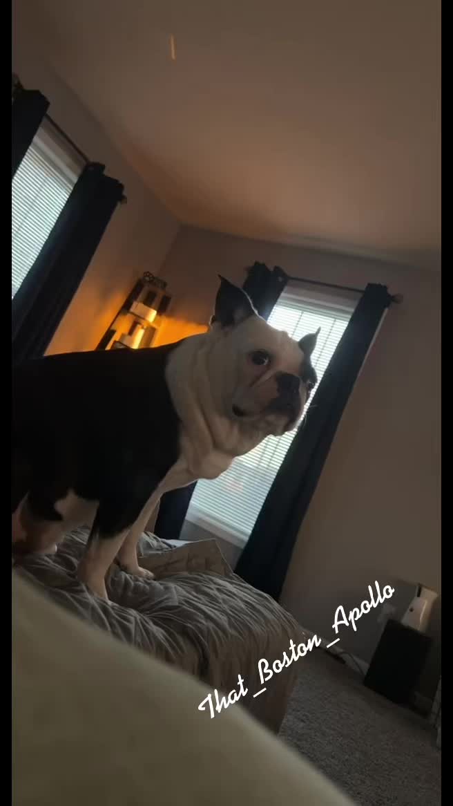 @That_Boston_Apollo