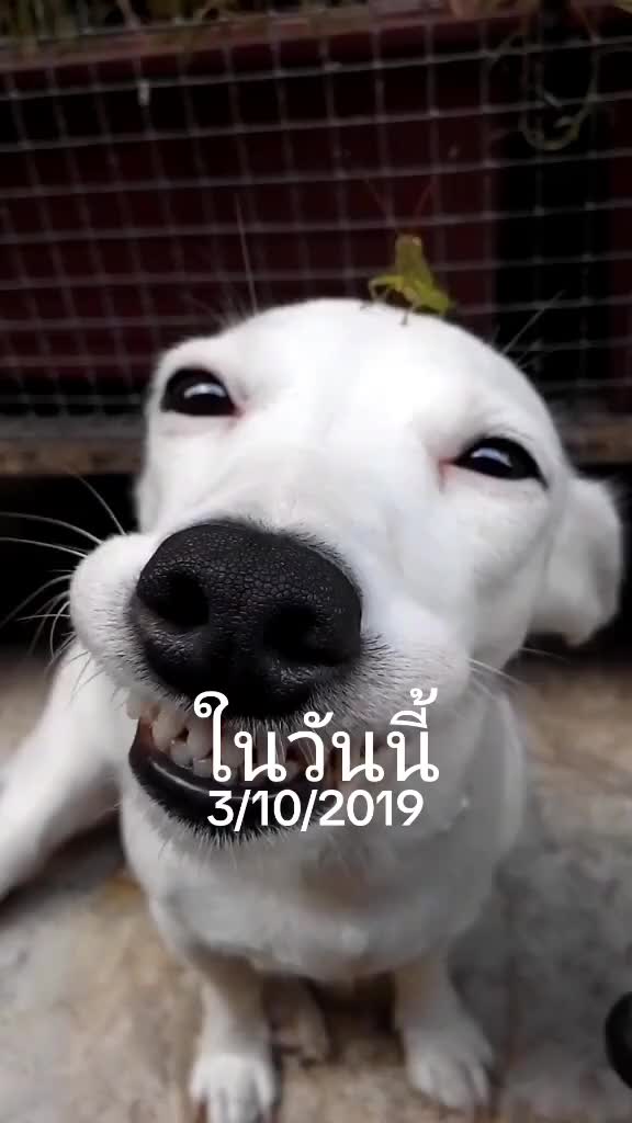 @ig.eurosaurus 🇹🇭