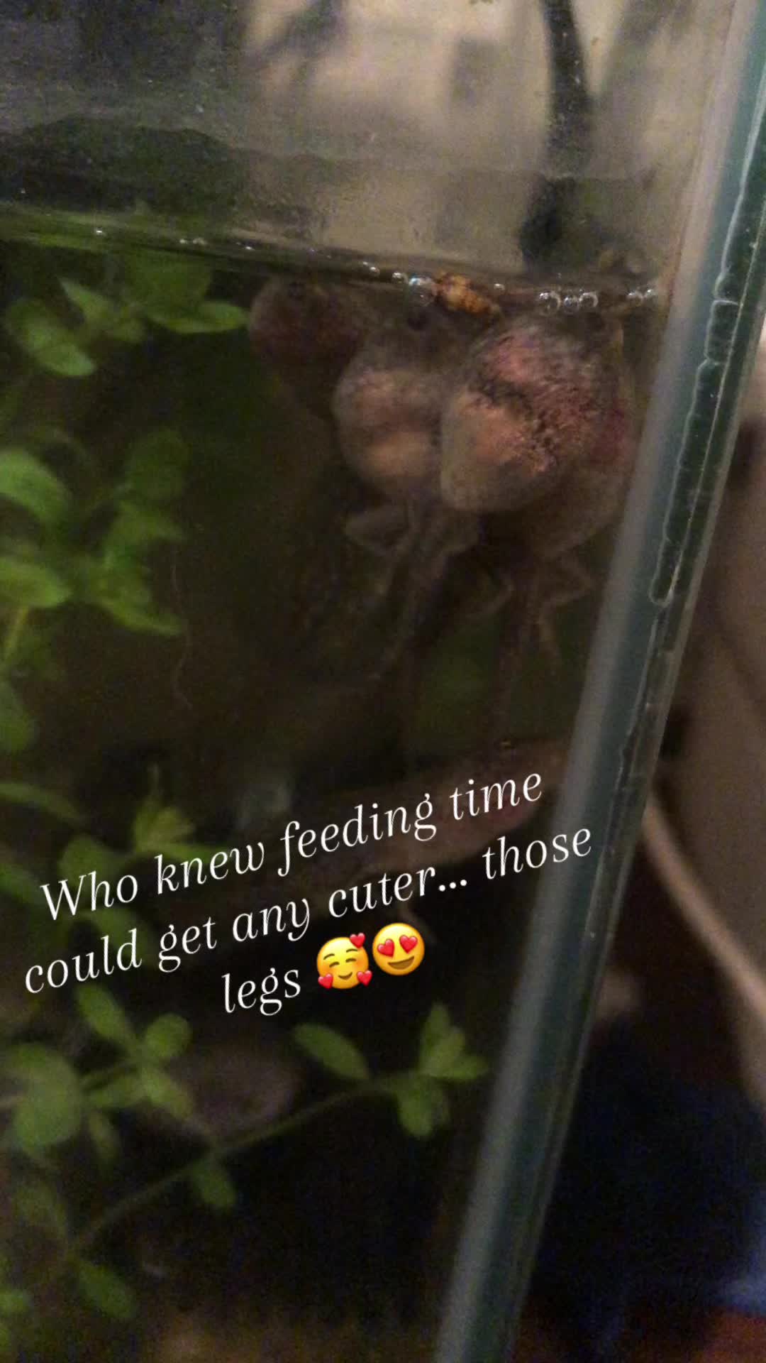 @Life With Tadpoles