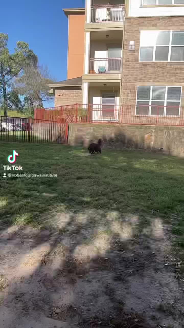 @Koba’s Four Paws Institute