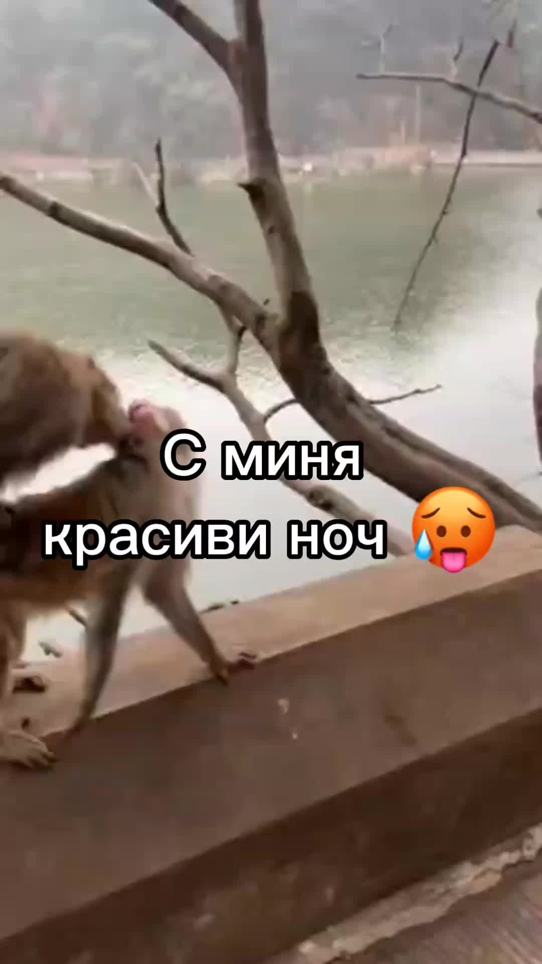 @GifkiCmakakami
