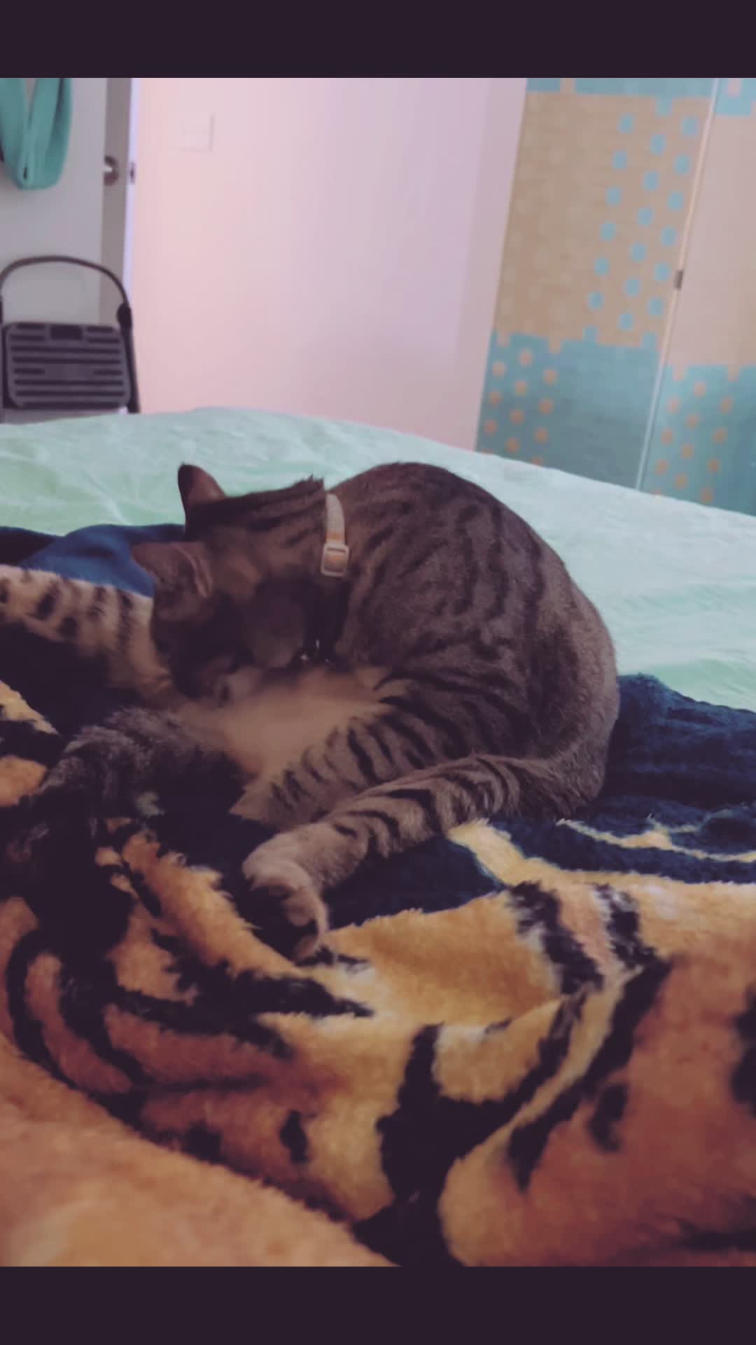 @Tokio Drift The Cat
