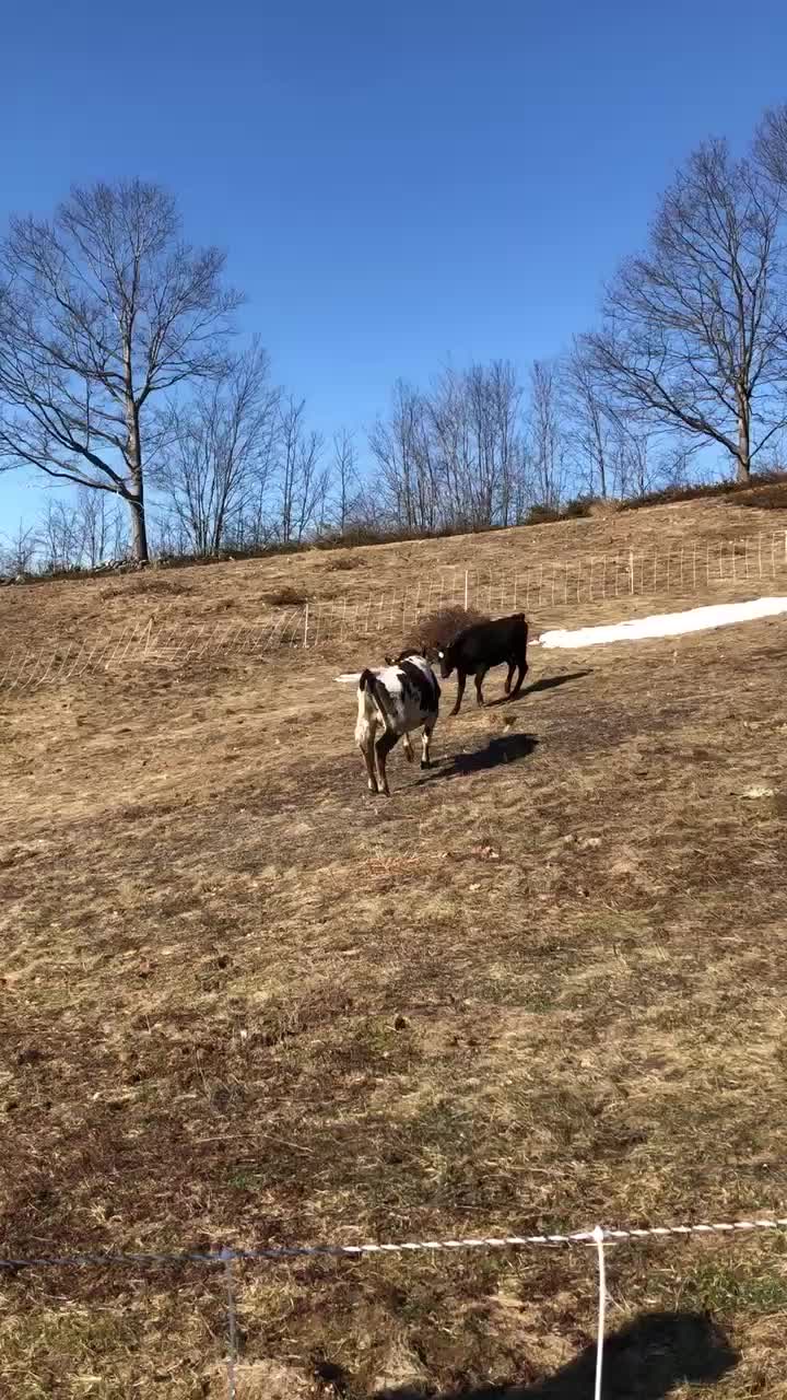 @Fosters Farm