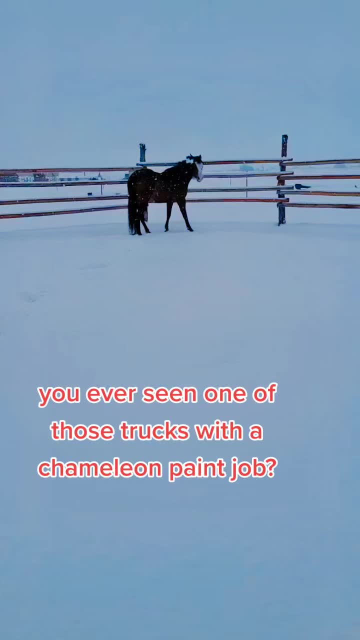 @Olsen Horse & Cattle Co. LLC