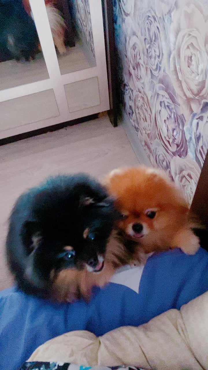 @Шпицы