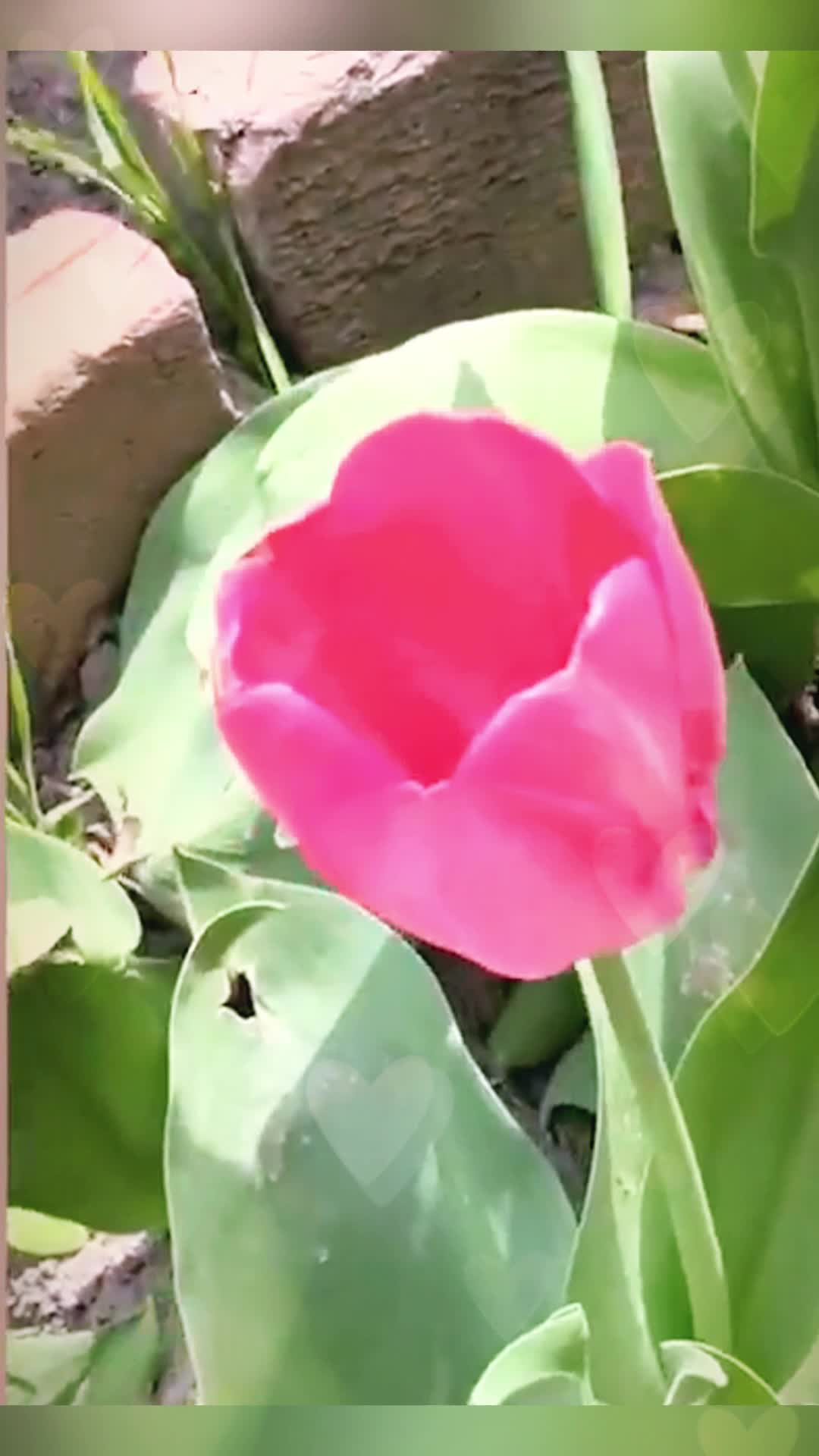 @funny.troll1