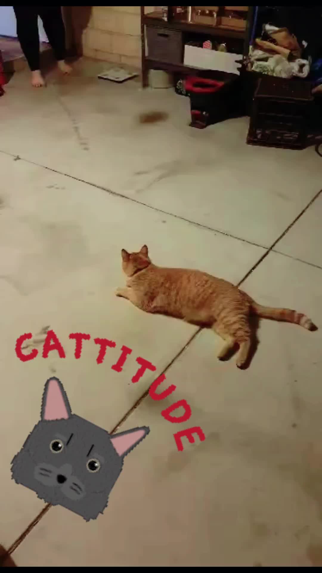 @Gingerninger_cat2021
