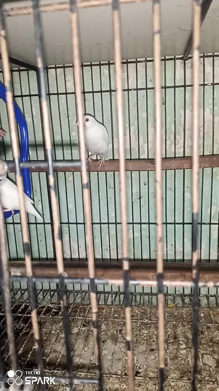 @,%Blue%Bird %