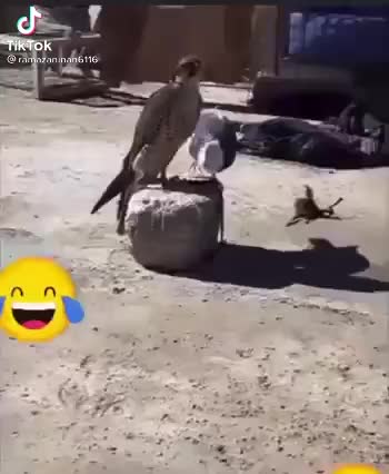 @Konyalı