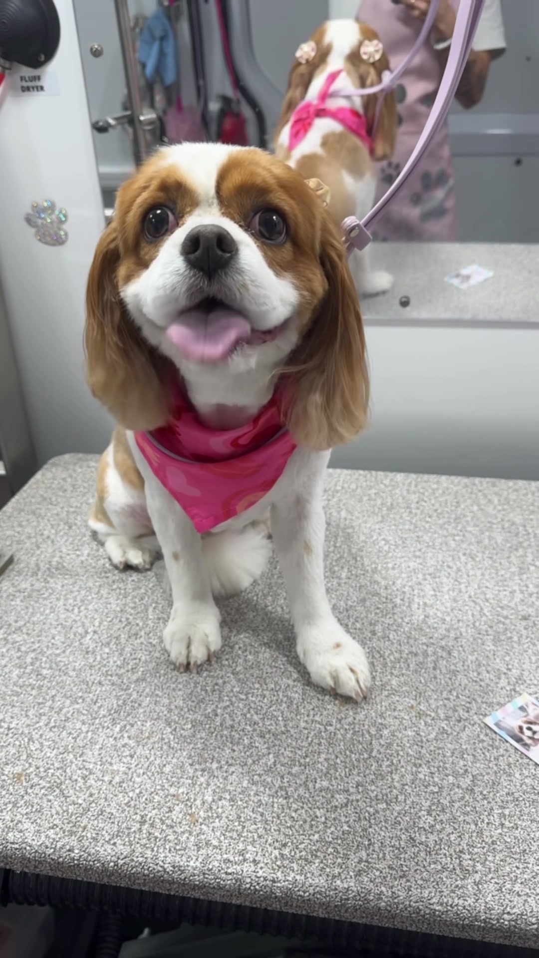 @the_Pawfectionist