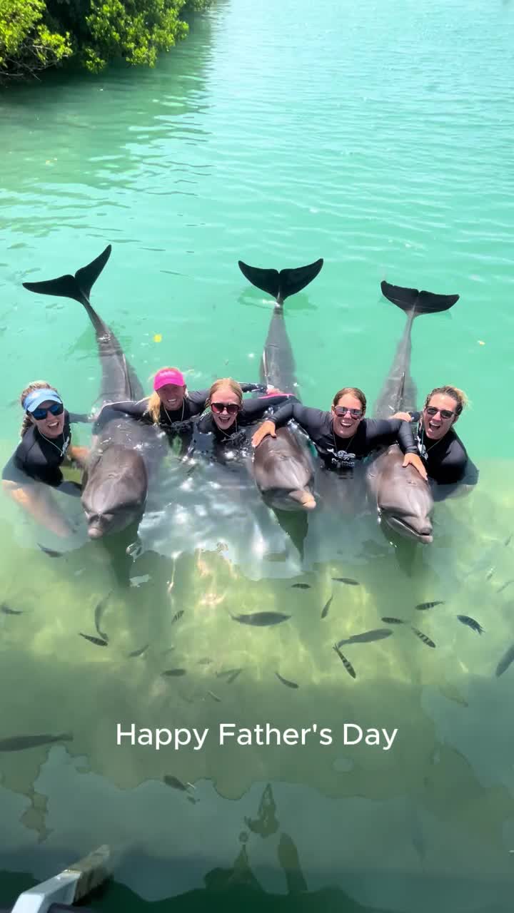 @dolphinconnection