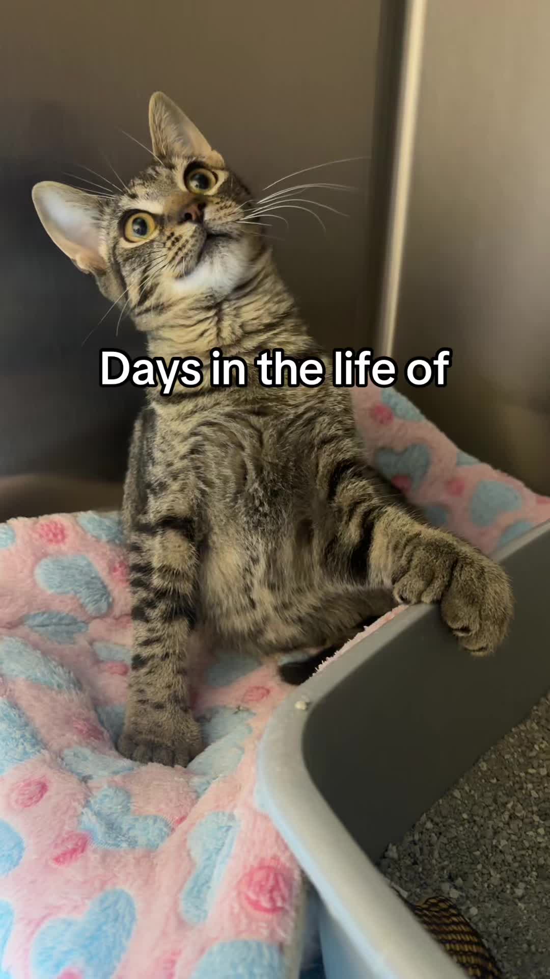 @KittyAngelRescue
