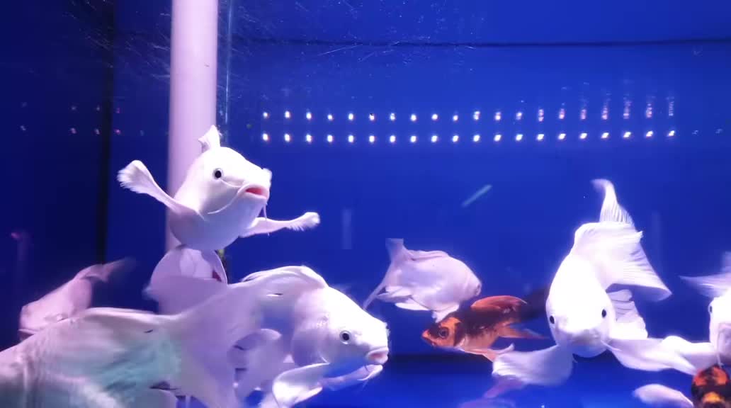 @RS AROWANA EMPIRE
