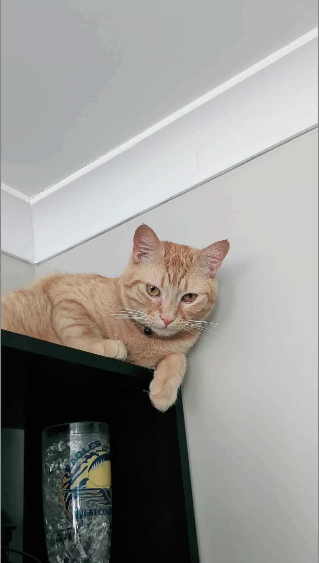 @Gingerninger_cat2021