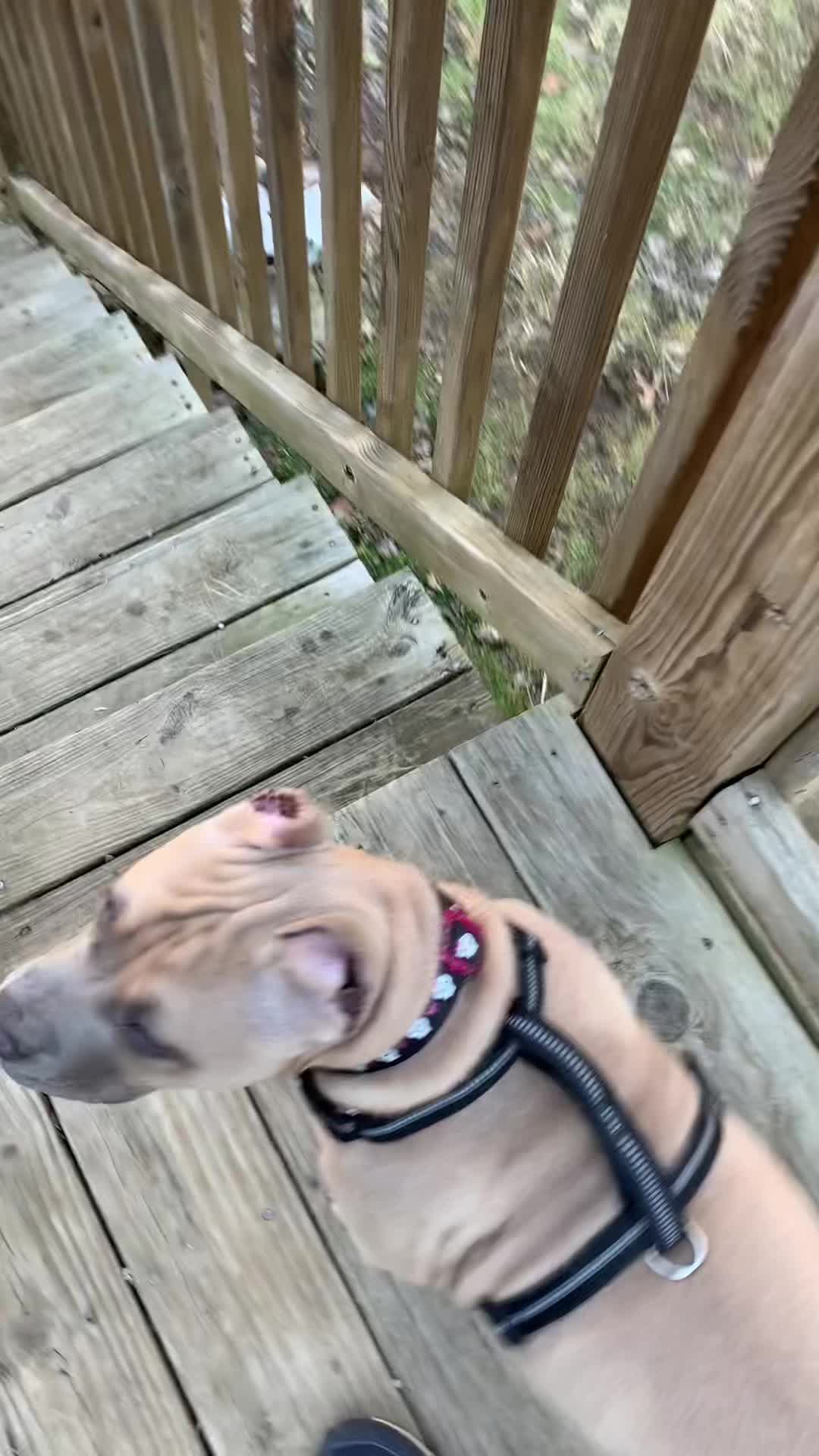 @Mount_Ruckus_Kennels