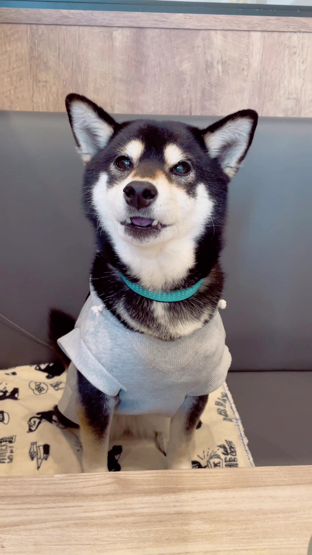 @☀️黒柴犬ひめ☀️