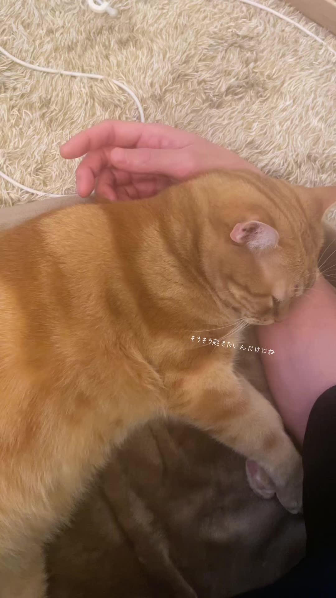 @社会人の猫暮らし🐈あめ