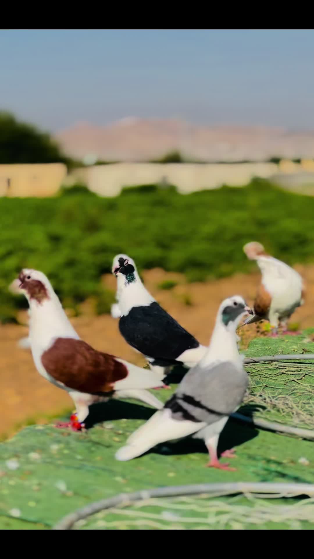 @_𝐤𝐢𝐦 𝐛𝐮 𝐞𝐥𝐯𝐚𝐧𝐜𝛊_