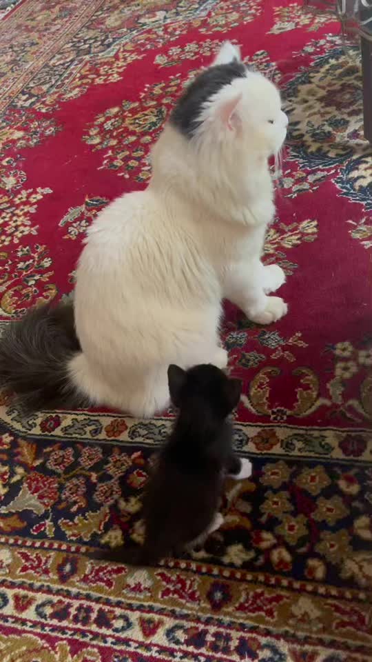 @asoolcat