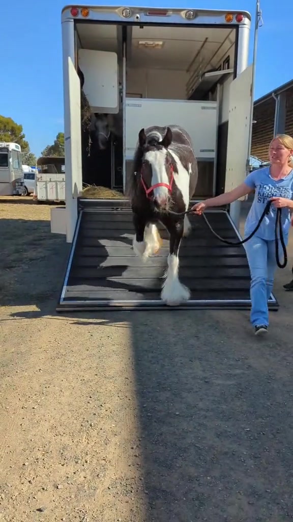 @Faraway Gypsy Horse Stud