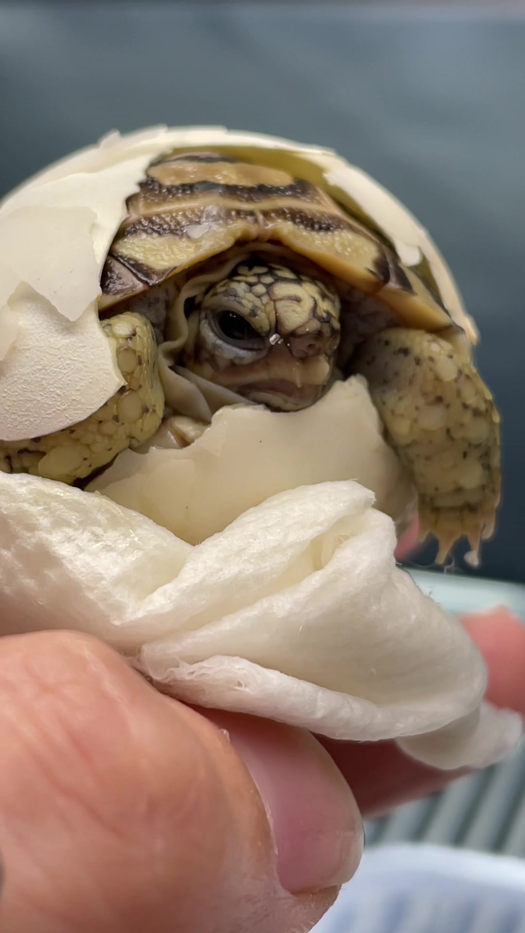 @Houghtling Reptiles