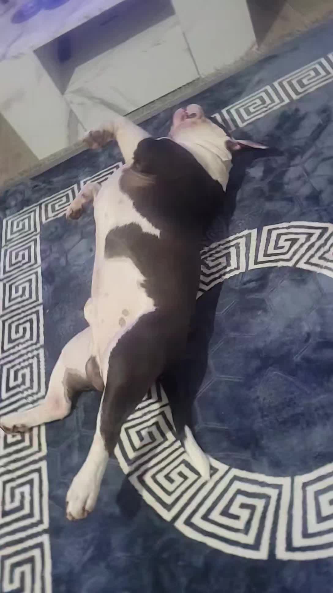 @🐾BULLY💗MOM🐾