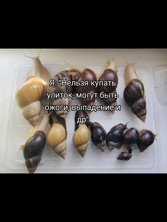 @Snails