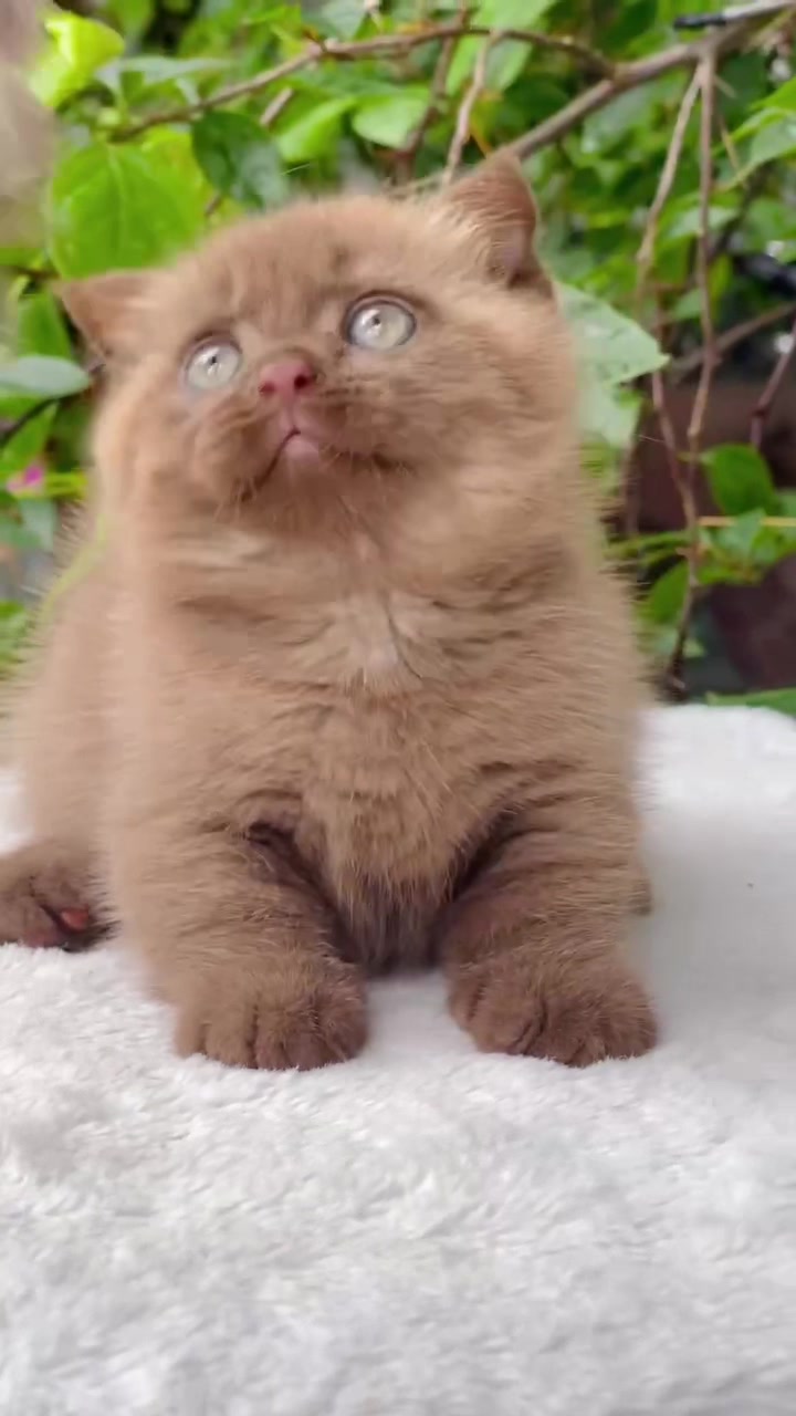 @fuyncats