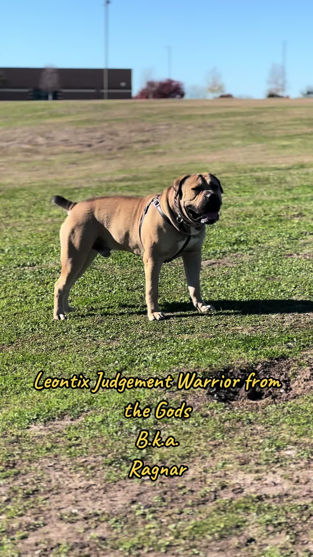 @CommCanine