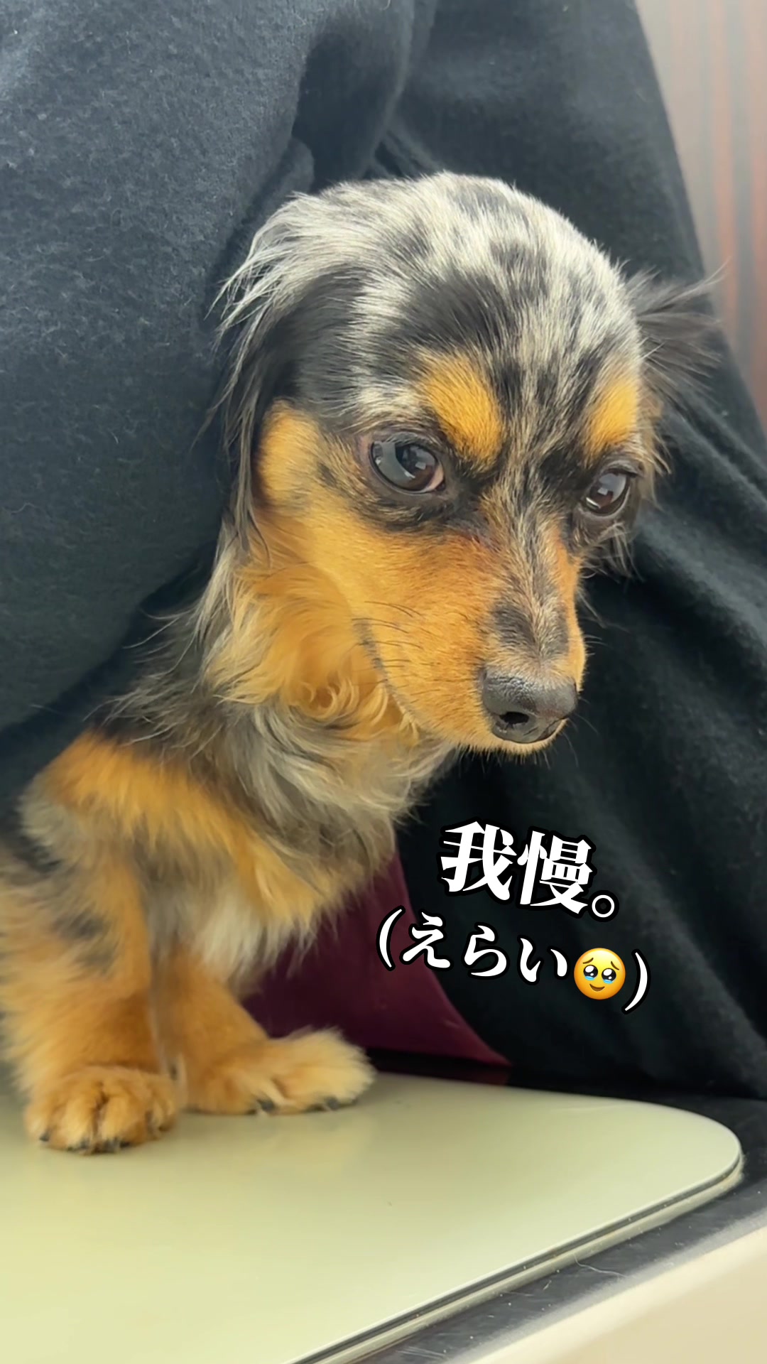 @チワックスの諭吉くん🐾